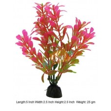 Bacopa Monneri Plant Pink Mini